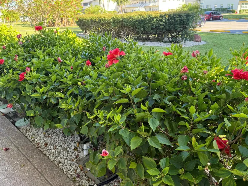 Picture of 81 Camden D, West Palm Beach FL 33417