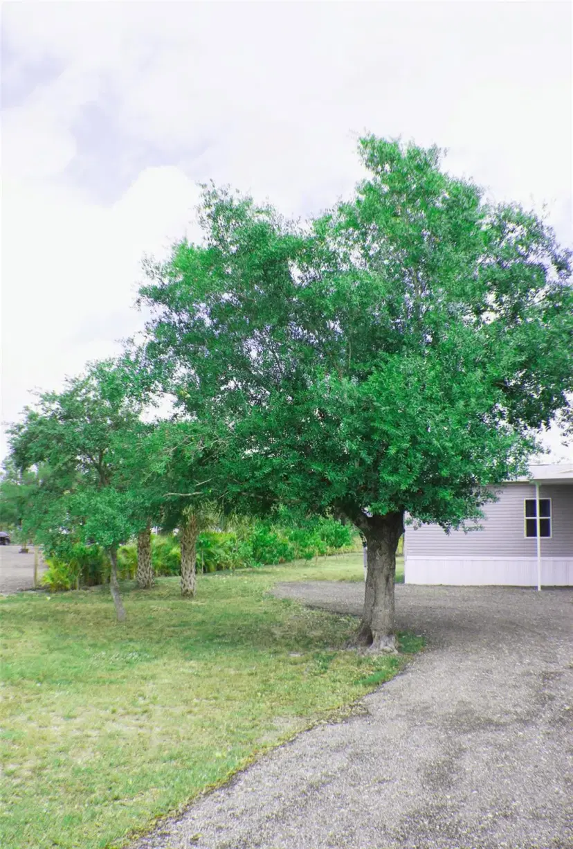Picture of 539 Montura Ave, Clewiston FL 33440