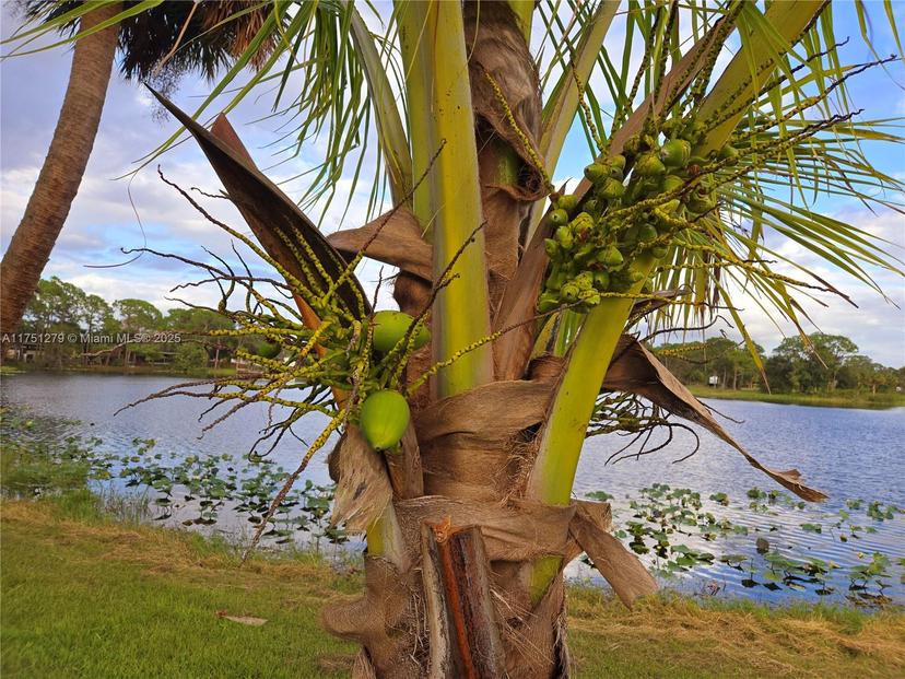 Picture of 635 W Paso Fino Cir, Clewiston FL 33440