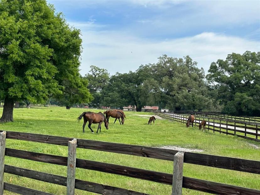 Picture of 4101 NW 89Th Place, Ocala FL 34482