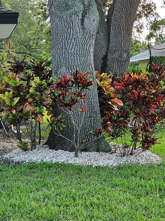 Picture of 1638 Polo Club Drive, Tarpon Springs FL 34689