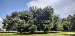 Picture of 3980 SE 183Rd Avenue Road, Ocklawaha, FL 32179
