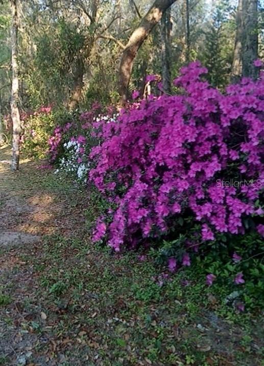 Picture of 27904 SW 114 Place, Newberry FL 32669