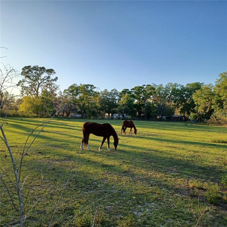 Picture of 13621 Mcintosh Road, Thonotosassa FL 33592