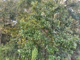 Picture of 3537 SW 106 Street, Gainesville, FL 32608