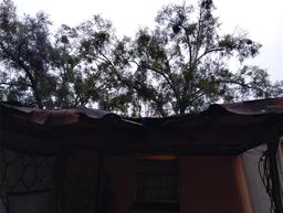 Picture of 800 Nicole Boulevard, Ocoee, FL 34761