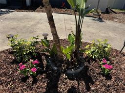 Picture of 1368 Noell Boulevard, Palm Harbor, FL 34683