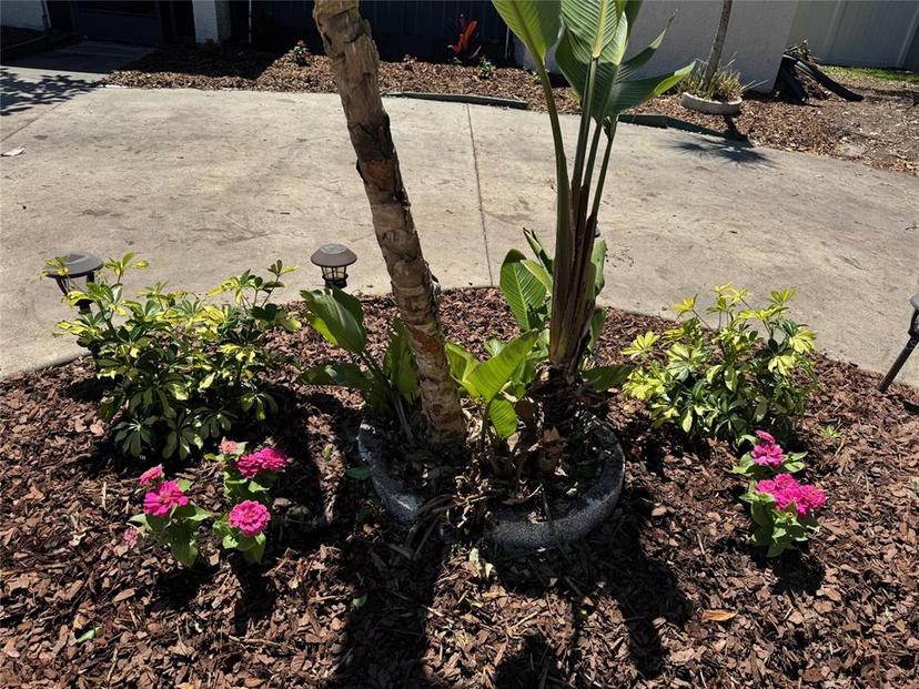 Picture of 1368 Noell Boulevard, Palm Harbor FL 34683