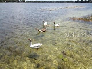 Picture of 12107 Lake Carroll Drive, Tampa FL 33618
