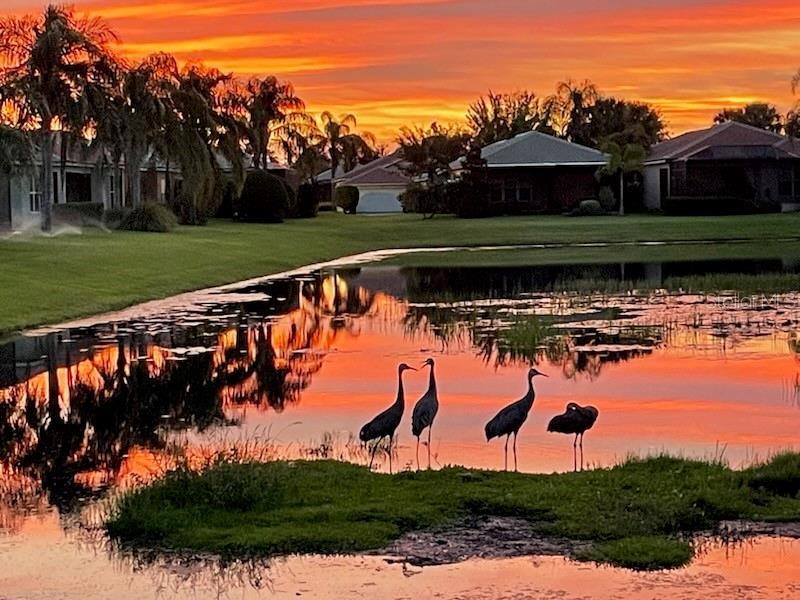 Picture of 15707 Crystal Waters Drive, Wimauma FL 33598