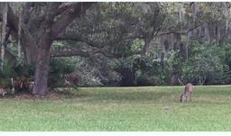 Picture of 281 Cypress Lane, Oldsmar, FL 34677