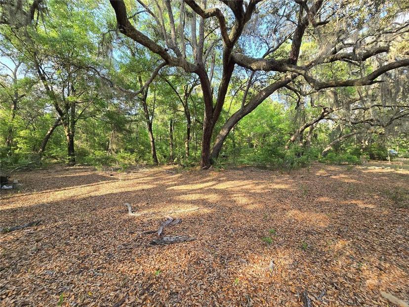 Picture of 163 Indian Trail, Florahome FL 32140