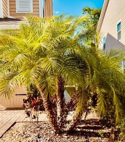 Picture of 6863 Tussilago Way, Orlando, FL 32822