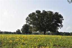 Picture of 2658 NE 353 Highway, Old Town, FL 32680