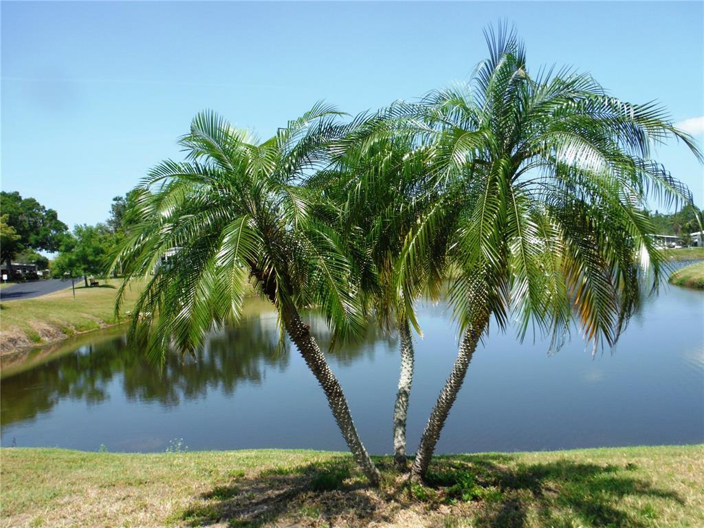 Picture of 84 Cottagewood Drive Unit 35, Safety Harbor, FL 34695