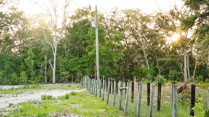 Picture of 8320 NE 100 Avenue, Bronson FL 32621