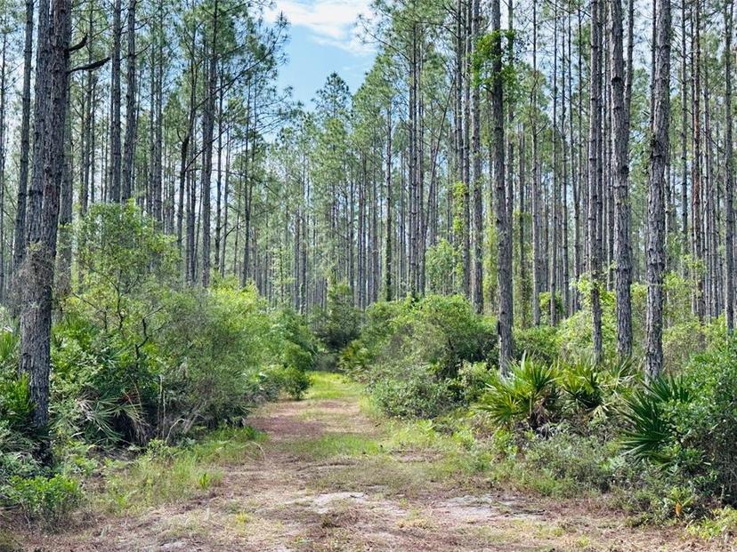 Picture of 1431 NW 42 Terrace, Chiefland FL 32626
