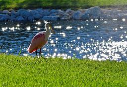 Picture of 4726 Potomac Circle, Bradenton, FL 34210